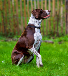 Portrait Tania de Pornichet